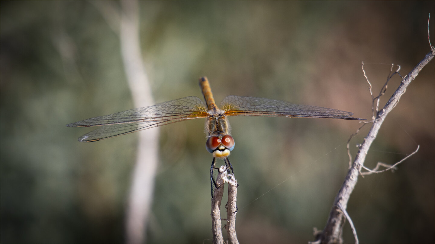 Südliche Heidelibelle (Sympetrum meridionale)
