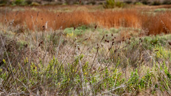 Pflanzen in den Salzmarschen