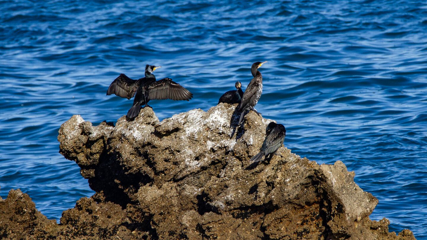 Kormorane auf den Felsen bei der Playa del Cañadillo