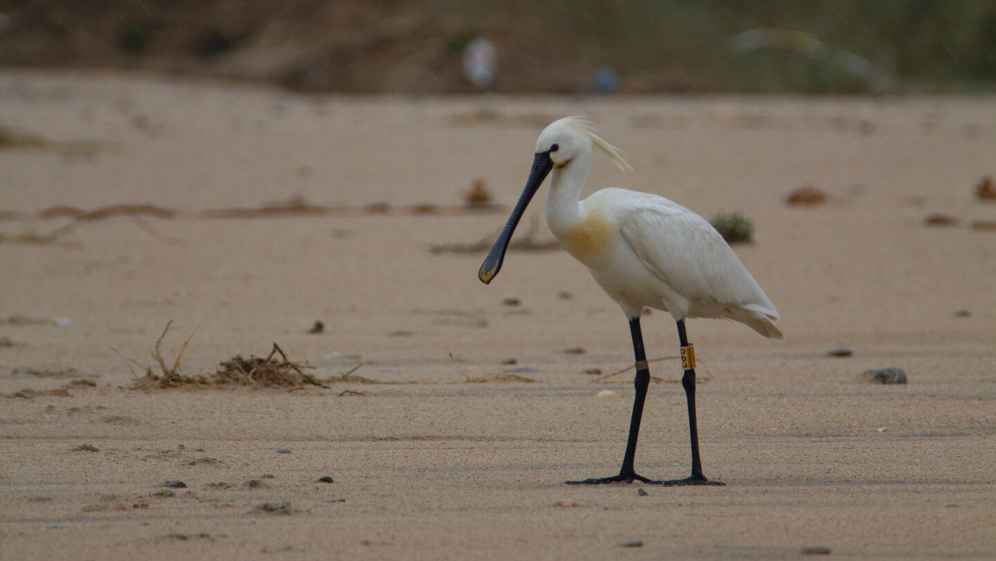 Löffelreiher am Playa del Cañadillo