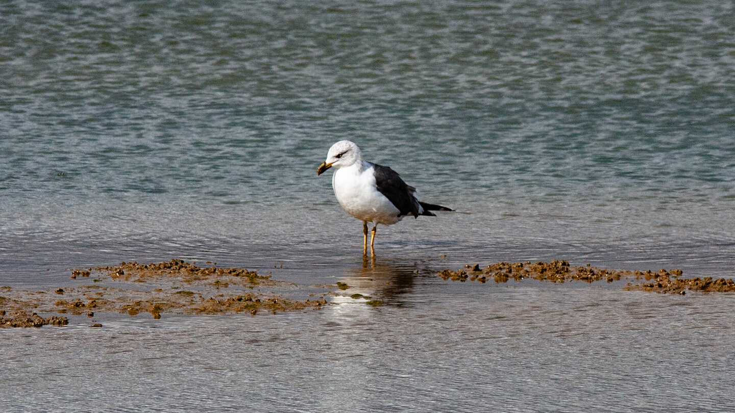 Möve im Feuchtgebiet bei Barbate
