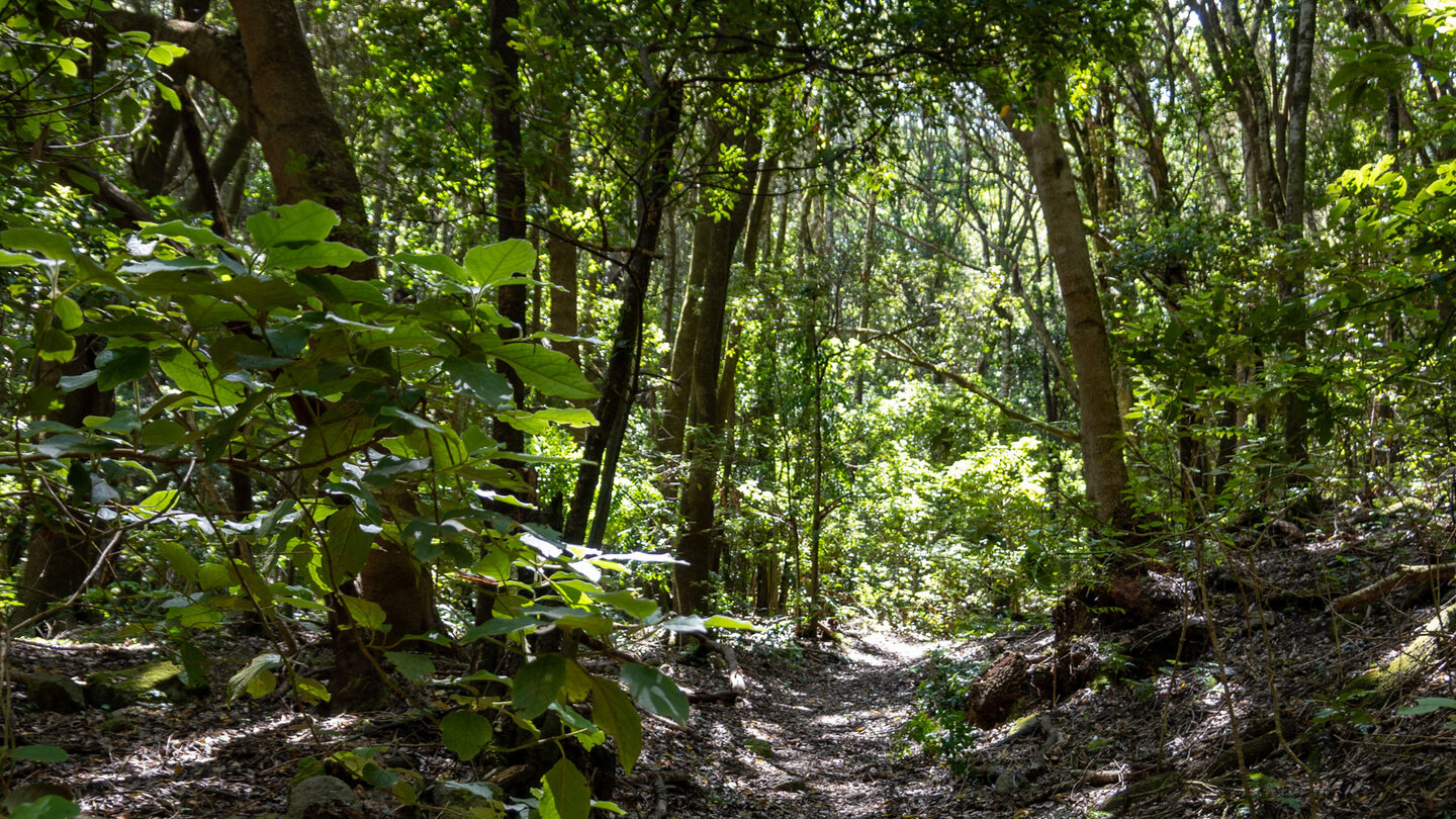 Wanderpfad durch den Lorbeerwald Monte del Agua