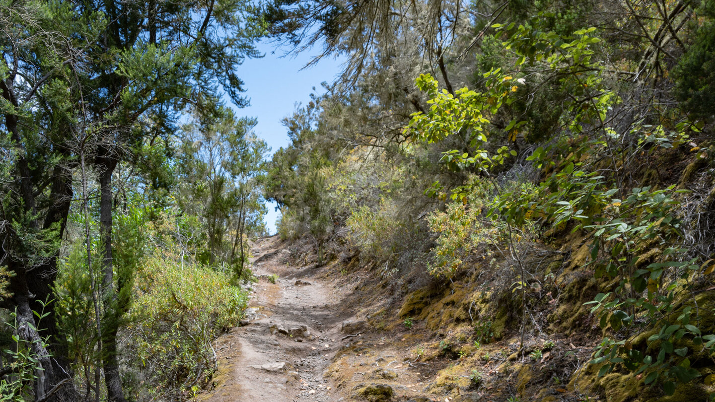 der malerische Wanderweg führt durch immer lichter werdende Vegetation