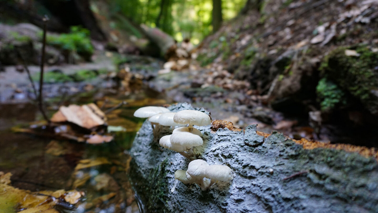 Pilze am Bachlauf der Landgrafenschlucht Pilze in der Landgrafenschlucht