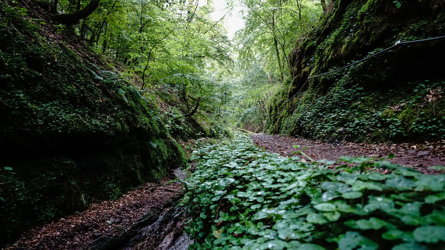 üppige Vegetation in der Landgrafenschlucht Vegetation in der Landgrafenschlucht