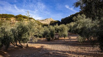 Olivenhainen bei Las Lagunilla