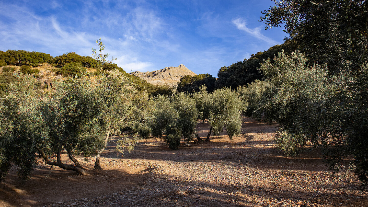 Olivenhainen bei Las Lagunilla