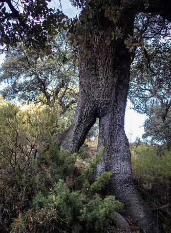 Steineiche in der Sierra de la Horconera