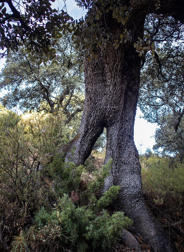 Steineiche in der Sierra de la Horconera