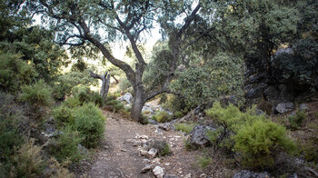 Wanderpfad zum La Tiñosa