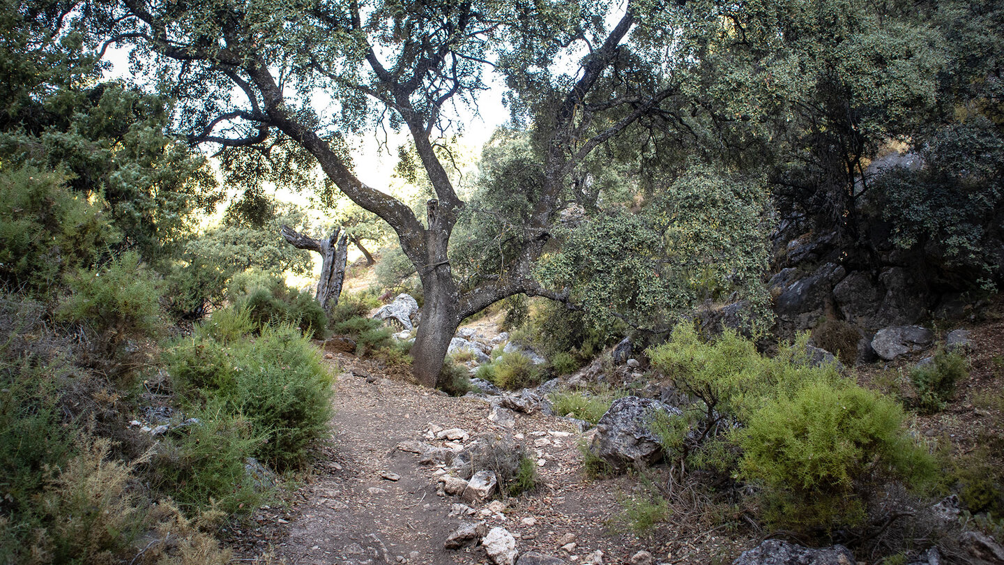 Wanderpfad zum La Tiñosa