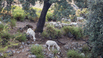 Schafe am Wanderweg durch die Schlucht