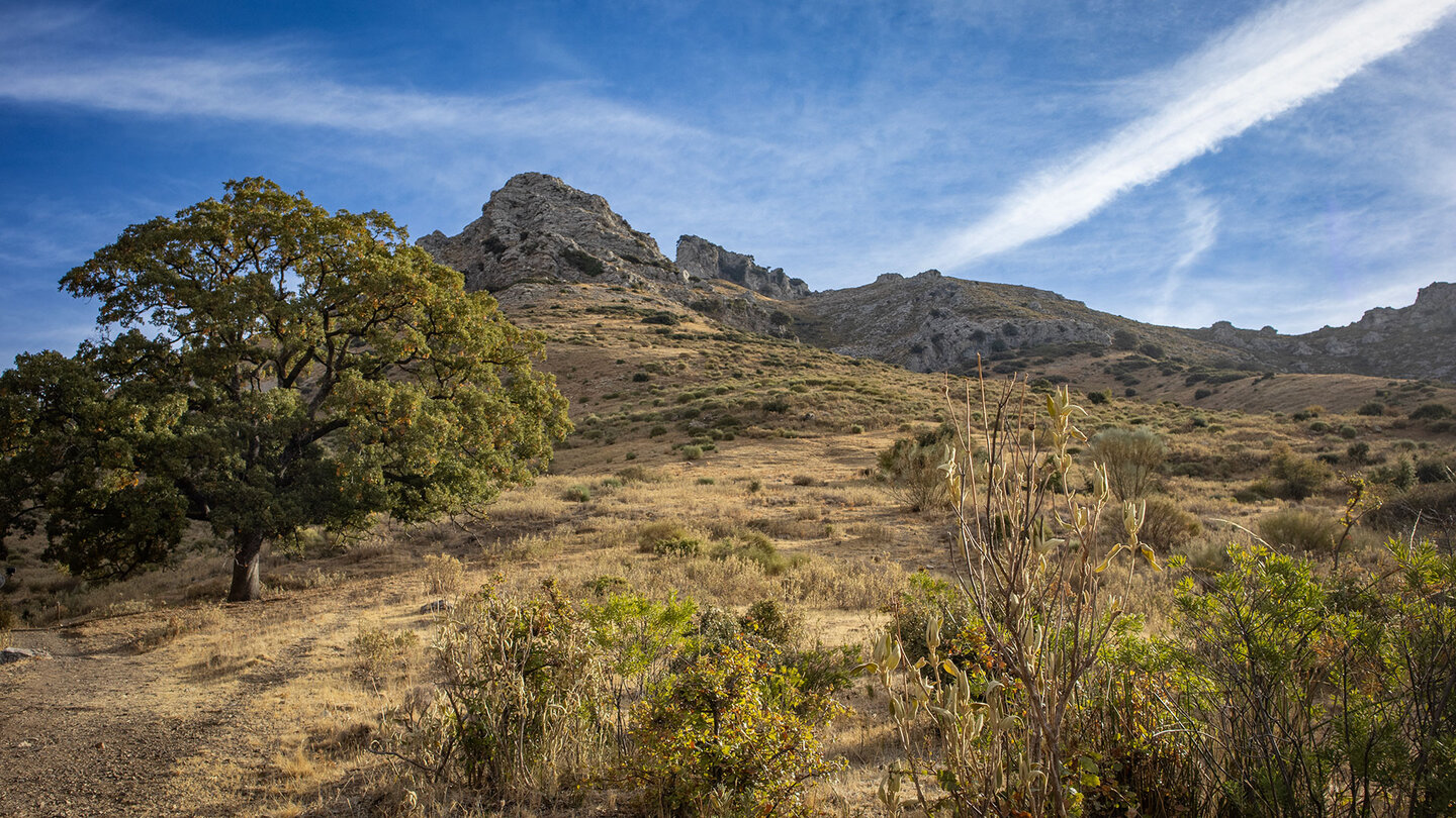 die Steineche „del Tejón“ vor La Tiñosa