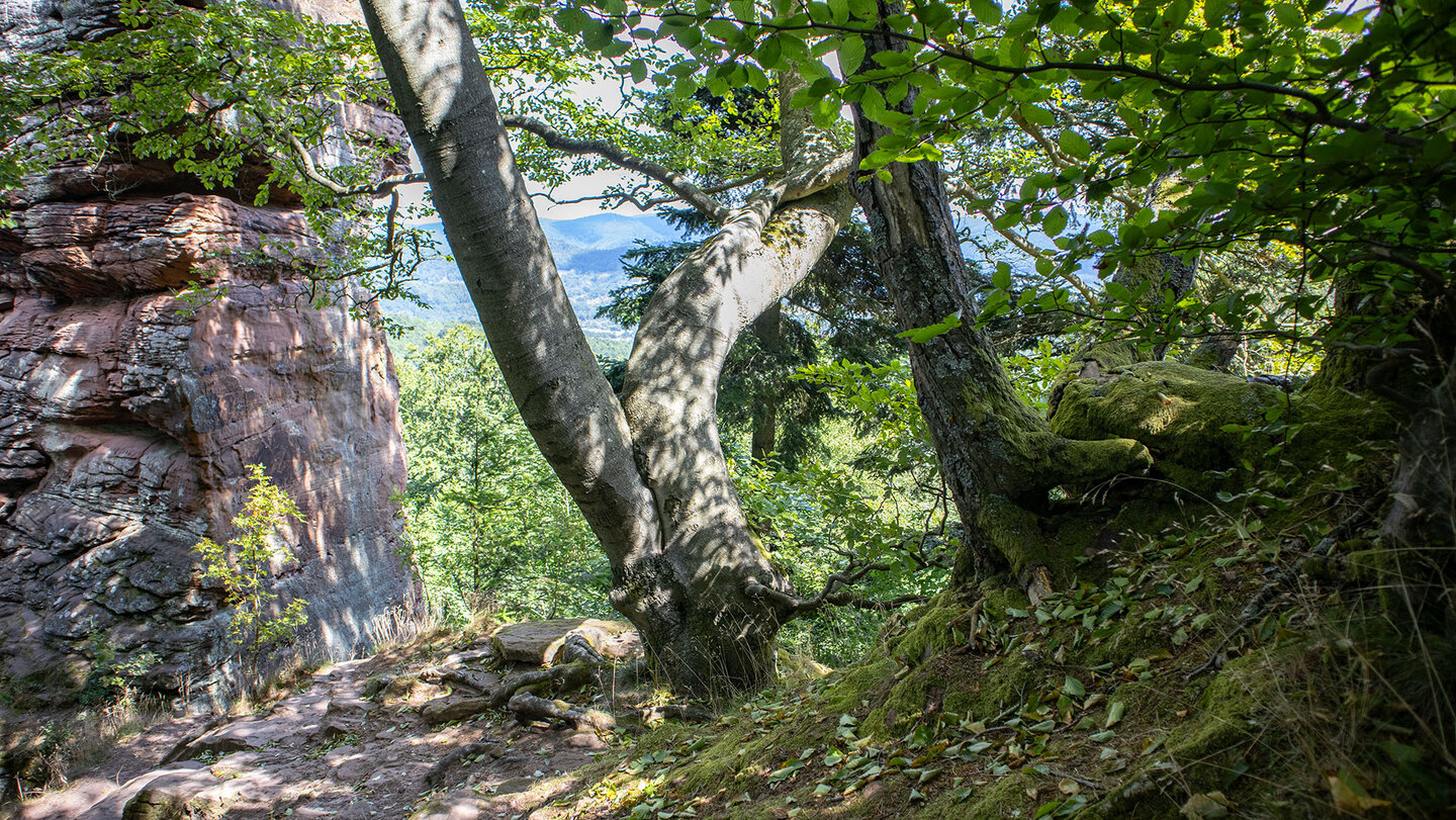 Wanderung am Münzfels bei Annweiler