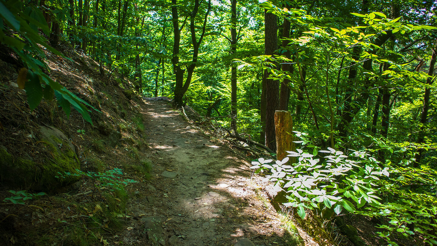 Wanderweg unter Maronibäumen im Pfälzerwald