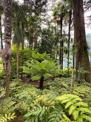 Palmenarten im Botanischen Garten