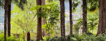 zwischen Palmen im Botanischen Garten auf der Isola Grande