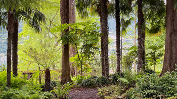 zwischen Palmen im Botanischen Garten auf der Isola Grande