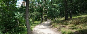 Pfad im Waldgebiet Heers im Naturpark Harz bei Blankenburg in Sachsen-Anhalt