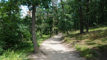 Pfad im Waldgebiet Heers im Naturpark Harz bei Blankenburg in Sachsen-Anhalt