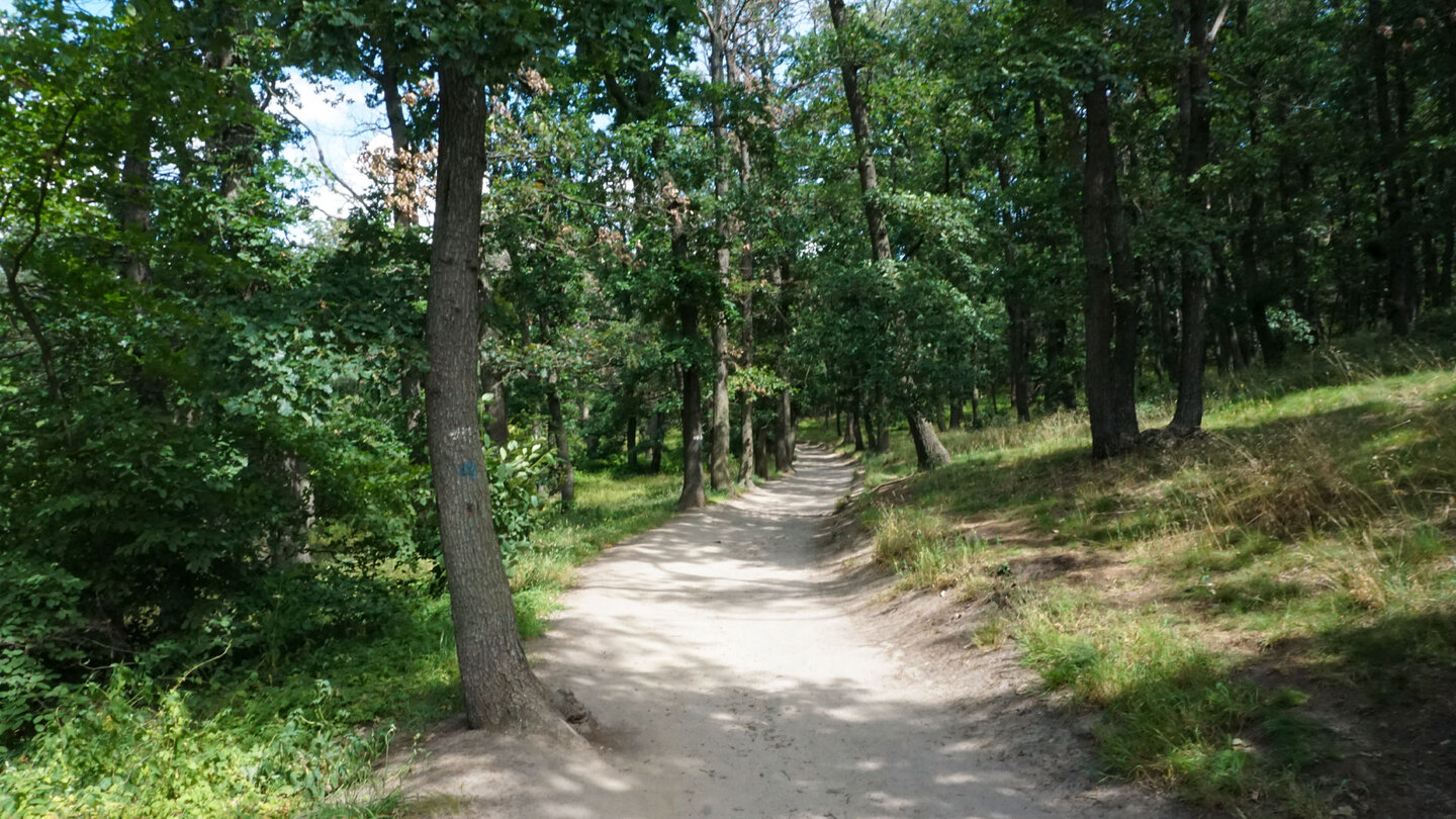 Pfad im Waldgebiet Heers im Naturpark Harz bei Blankenburg in Sachsen-Anhalt