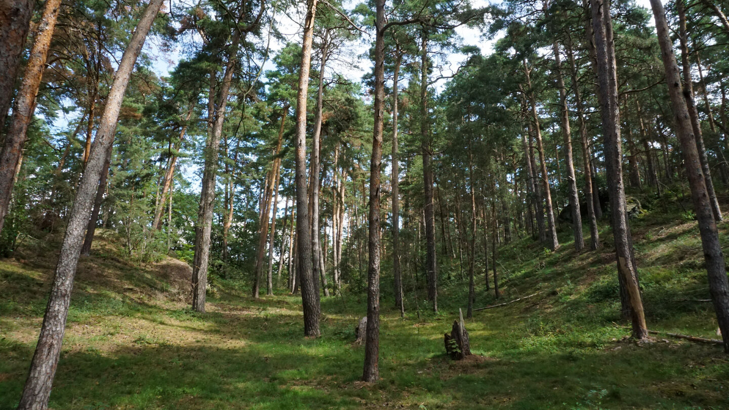 Kiefern im Heers-Wald im Naturpark Harz