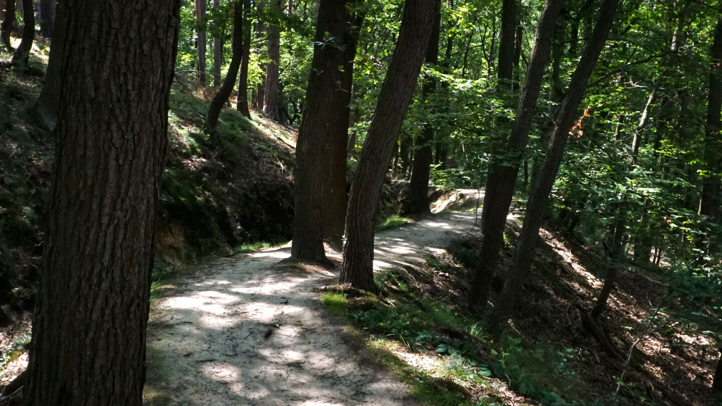 Wanderpfad am Mühlgraben im Heers-Wald im Naturpark Harz