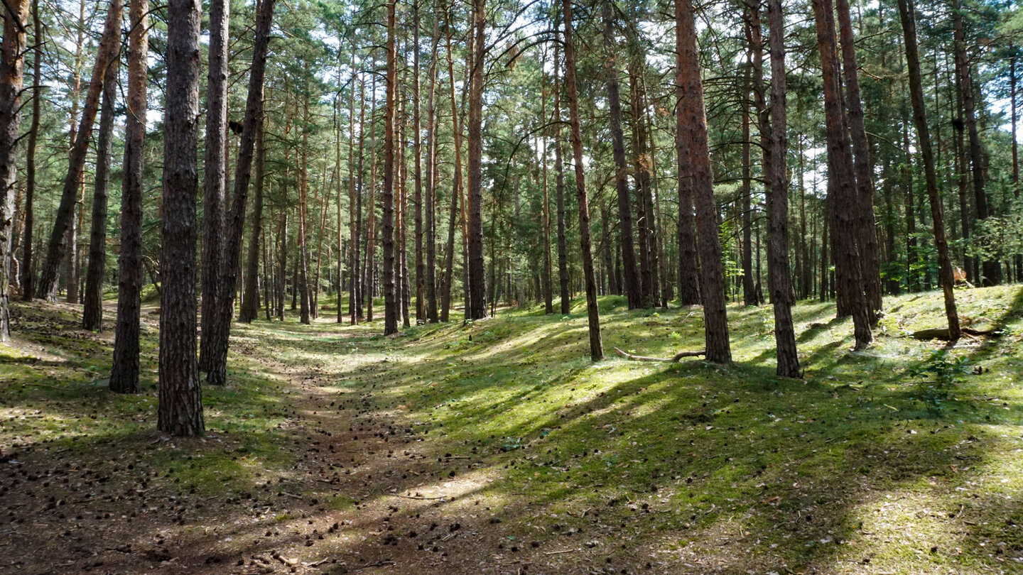 Wanderpfad durch das Waldgebiet Heers