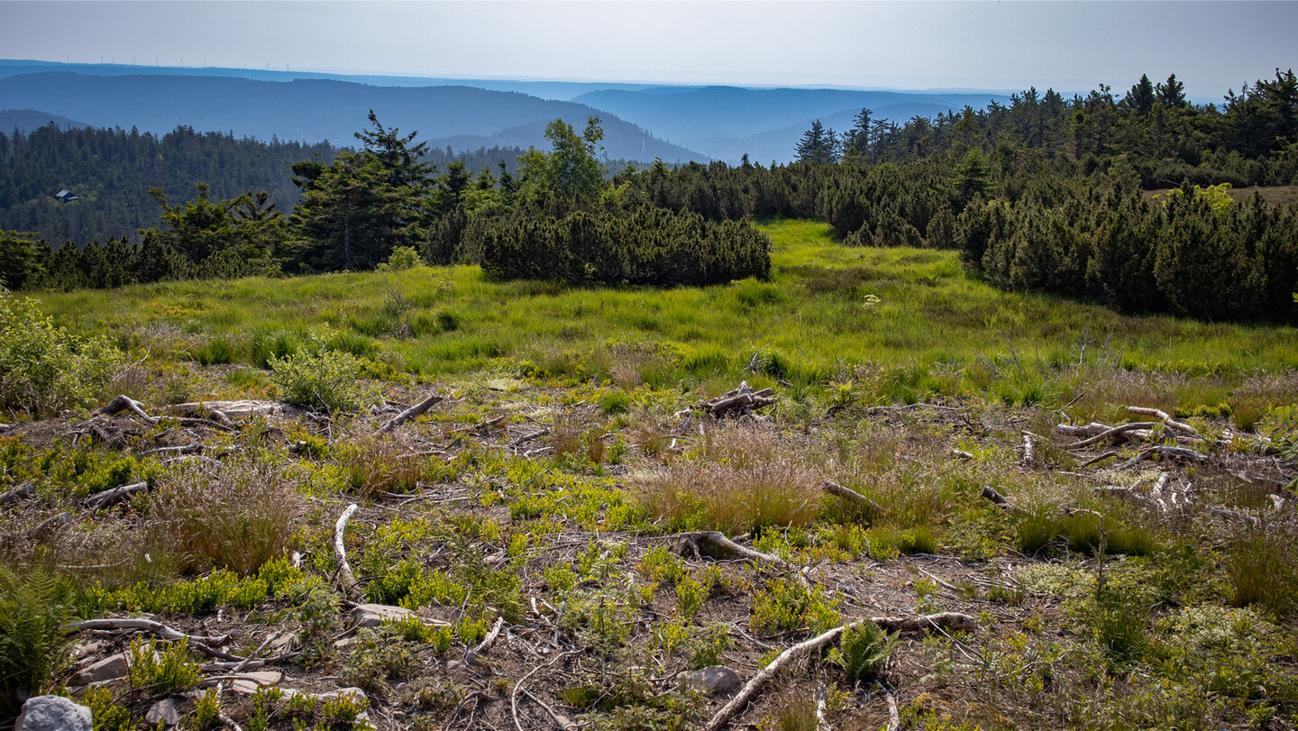namensgebende Grindenlandschaft auf der Hornisgrinde