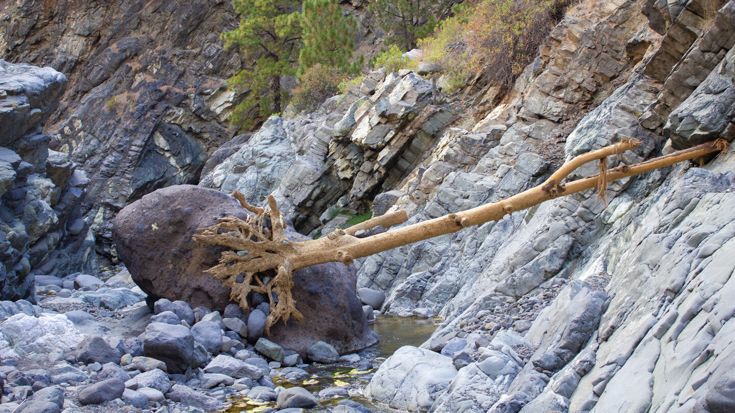 gestrandeter Baum nach einer Sturzflut im Barranco de las Angustias Baum nach einer Sturzflut im Barranco de las Angustias