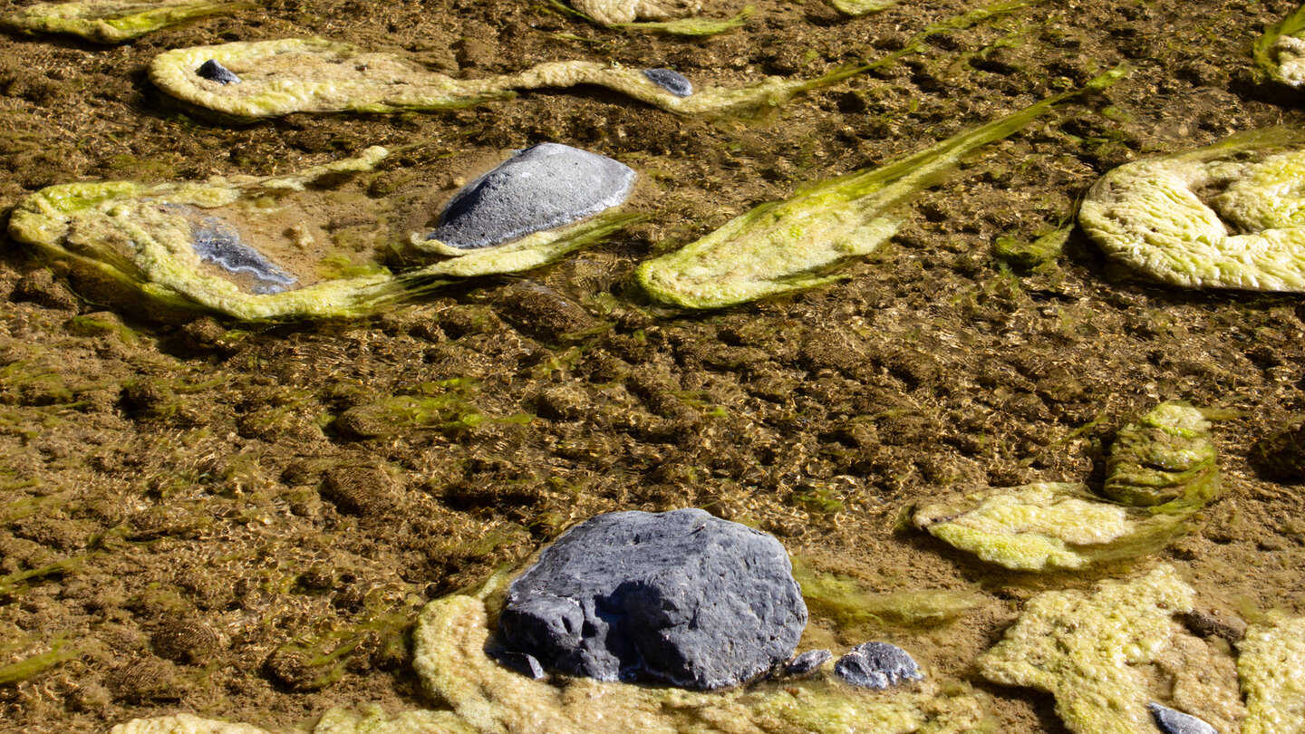 Algen sammeln sich im Fluss Algen im Fluss