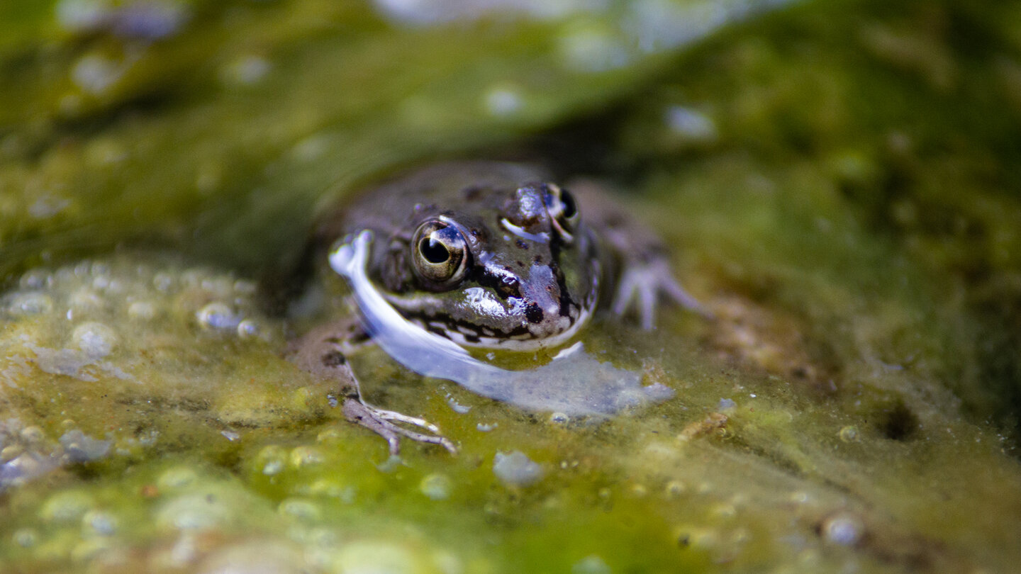 Iberischer Wasserfrosch Iberischer Wasserfrosch