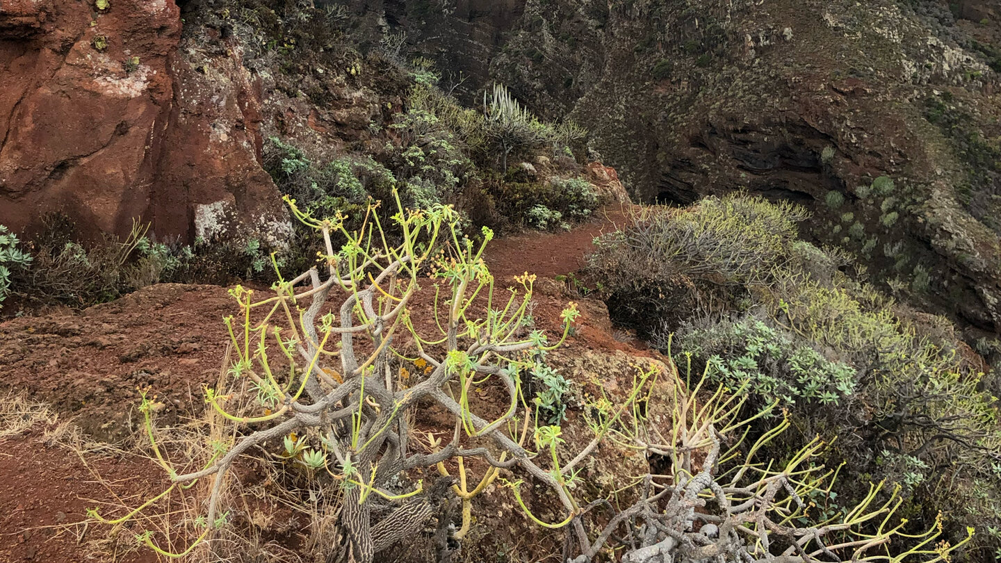 Abwanderung ins Barranco de Fagundo