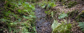 Farngesäumte Felsrinne des Erfweiler Wasserfalls im Bottental