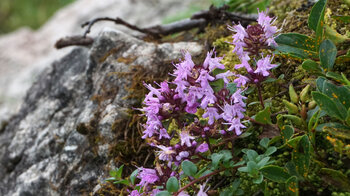 wilder Thymian am Wegesrand zum Jochschrofen