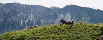 Bergpanorama in den Allgäuer Alpen