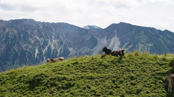 Bergpanorama in den Allgäuer Alpen