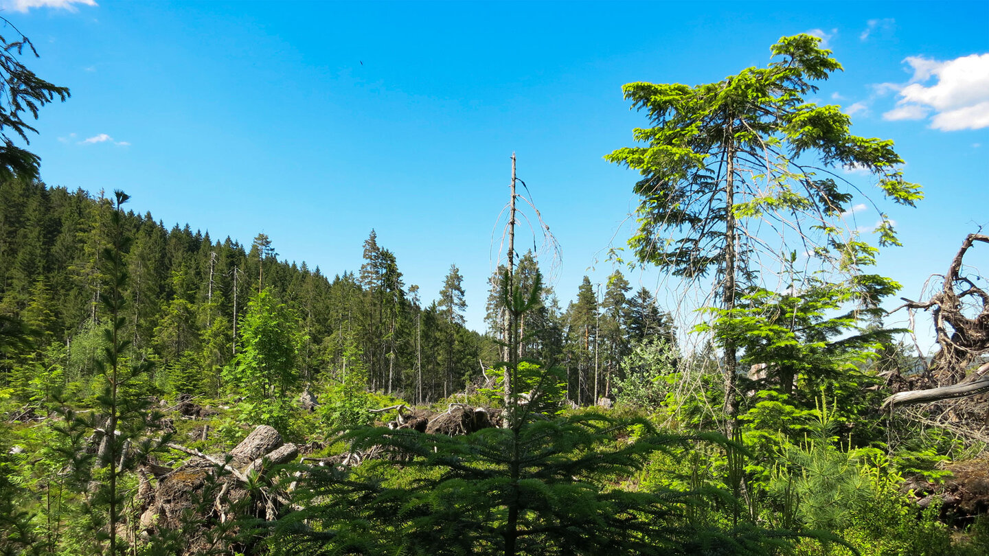 Waldgebiet auf der Wanderung zum Huzenbacher See