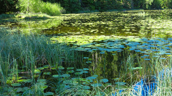 Seerosen auf dem Huzenbacher See