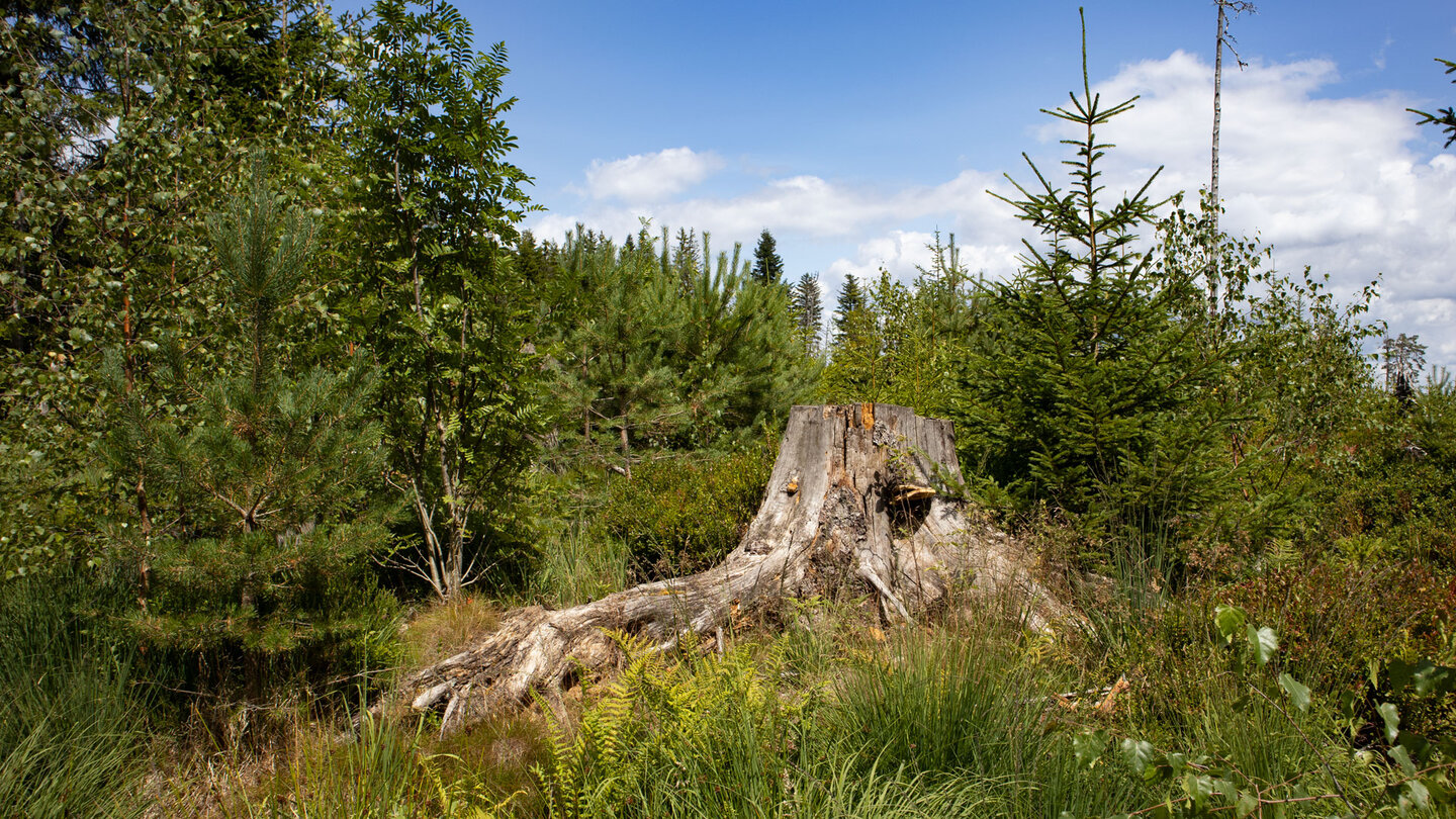 offene Landschaft am Kleemiss