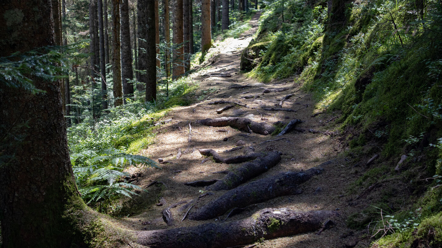 der Seensteig verläuft auf Baumwurzelpfaden