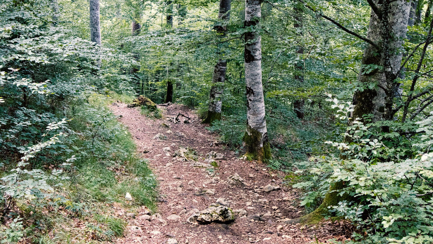 Wanderweg durch Mischwälder im Donautal
