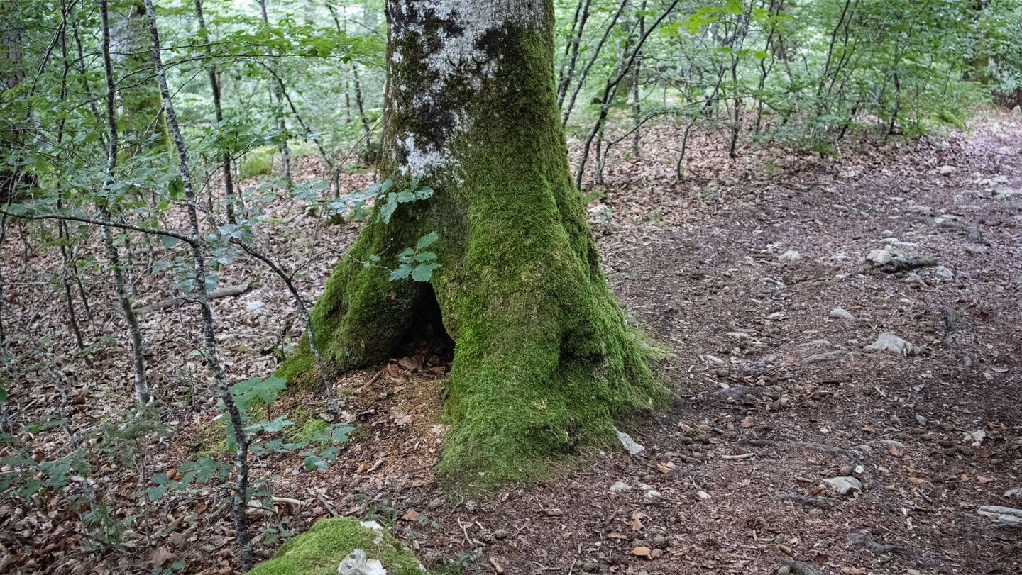 bemooste Bäume am Wanderweg