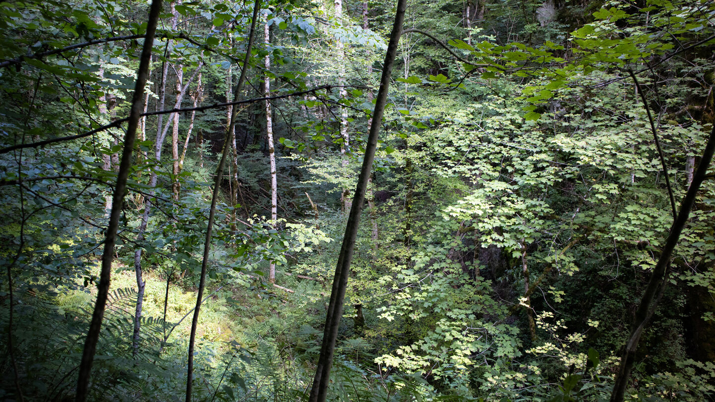 Mischwälder bei Burg Wildenstein