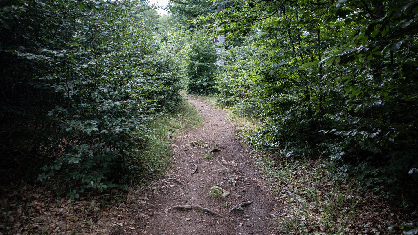 Wanderpfad im Naturpark Obere Donau