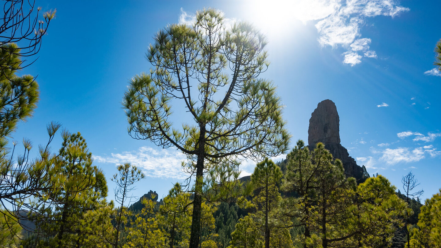 der Roque Nublo über dem Kiefernwald