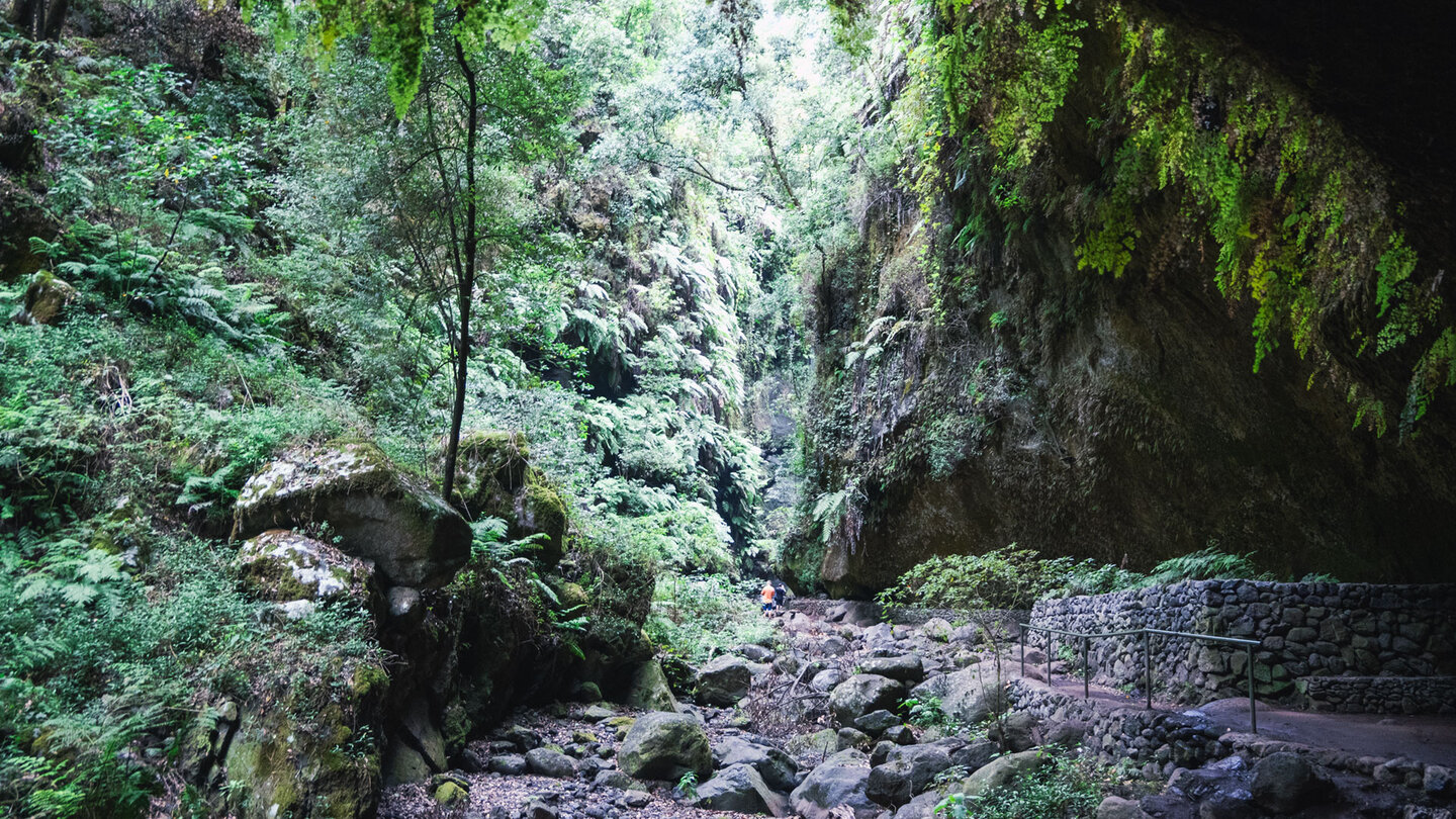 die schmale Schlucht Barranco del Agua im Lorbeerwald von Los tilos die Schlucht Barranco del Agua im Lorbeerwald von Los tilos