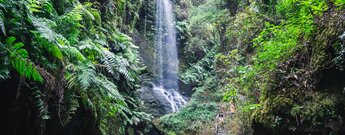 eine Treppe führt zum Wasserfall Cascada de los Tilos