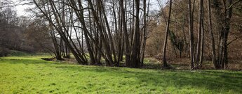Wiesenlandschaft im Moosalbtal