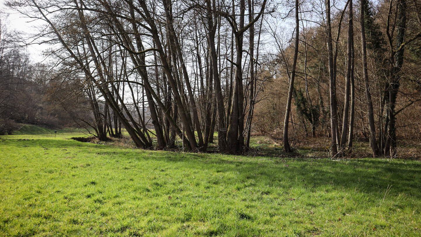 Wiesenlandschaft im Moosalbtal
